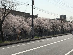 天神川高辻の桜